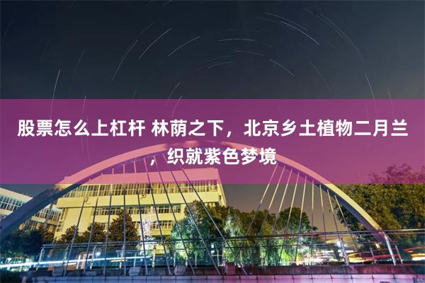 股票怎么上杠杆 林荫之下，北京乡土植物二月兰，织就紫色梦境